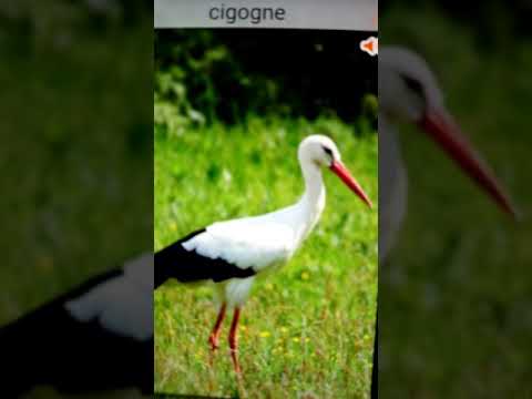 Bruit De La Cigogne Stork Sound 