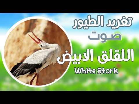 صوت اللقلق الابيض ابو سعد White Stork Sound 