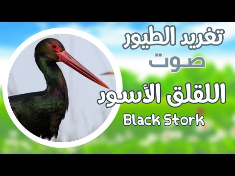 صوت لقلق اسود Black Stork Sound 