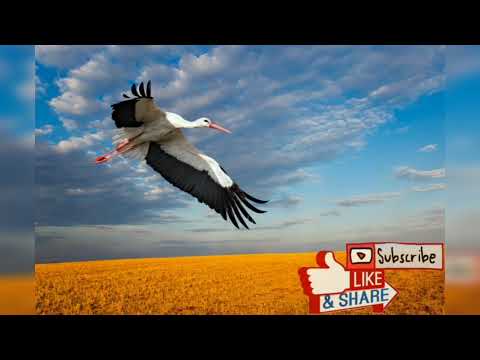 Stork Sound صوت رهو اللقلق أو العرناق 