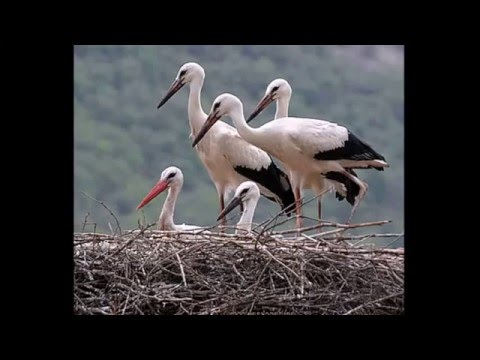 Stork Sounds Good Animal Voices 