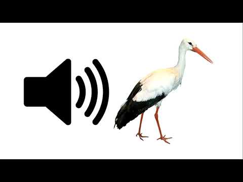 Stork Sound Effect ProSounds 