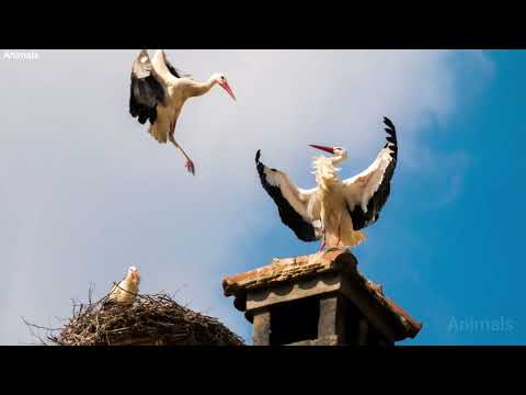 The Sound Of A Long Legged Stork صوت طائر اللقلق ذات الارجل الطويلة 