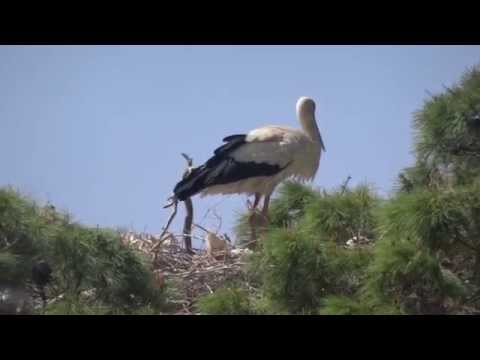 Cigogne Blanche Claquement White Stork Singing تغريد اللقلق الأبيض 