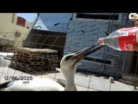 اللقلق في الجزائر Cigogne اللقلق العطشان طائر بلارج 