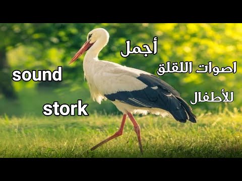 أصوات الطيور للأطفال، أجمل أصوات اللقلق، صوت اللقلق 