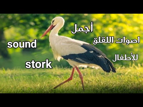 أصوات الطيور للأطفال اجمل اصوات اللقلق Sound Stork 