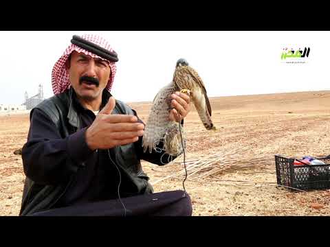الم ح ر ر Ll من هواية إلى مهنة صيد الطائر الحر في المناطق المحررة شمال سوريا 