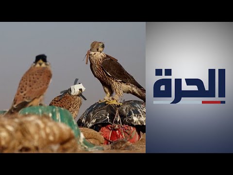 صيد الطيور المهاجرة في سوريا 