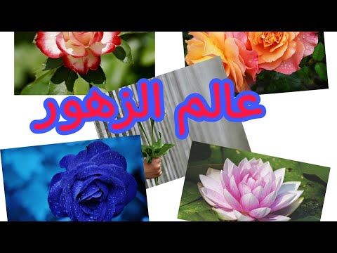 اجمل زهور في العالم موسيقى هادئة موسيقى هادئة بدون حقوق نشر 