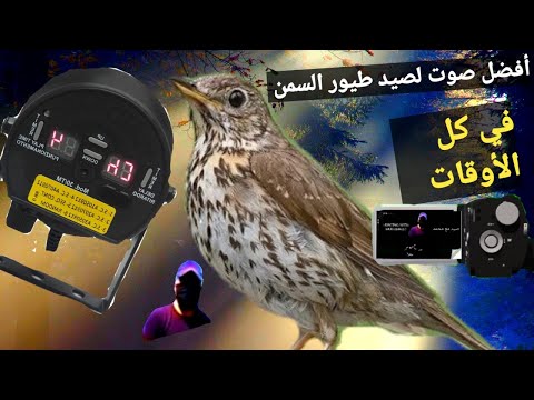 أفضل صوت لصيد طيور السمن 2022 Best Sound For Alsommon Hunting 