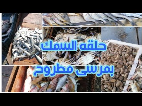 حلقة السمك في مرسي مطروح احسن مكان تشتروا منه سمك جميع انواع السمك بالاسعار 
