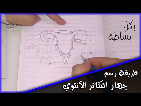 طريقة رسم الجهاز التناسلي في الانثي أحياء الصف الثالث الثانوي 