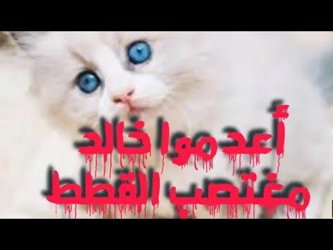 خالد مغتصب القطط 
