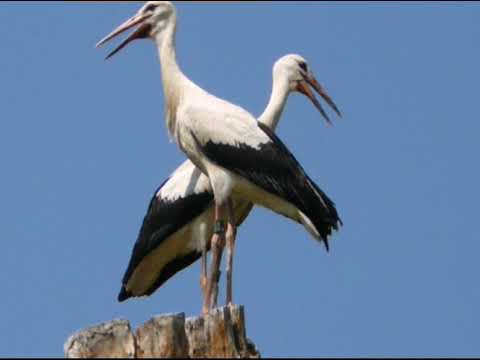 صوت اللقلاق لقلقة The Sound Of Storks Le Son Des Cigognes 