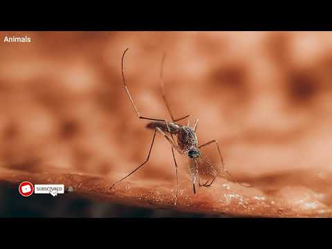 Mosquito Sound صوت الناموس صوت البعوض 