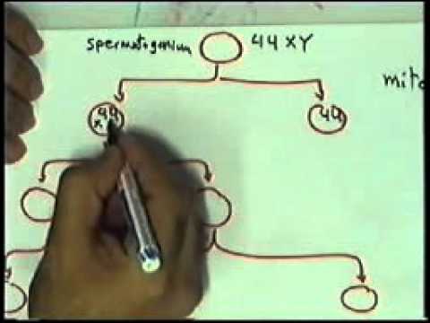 General Embryology 1 Dr Sameh Ghazy 